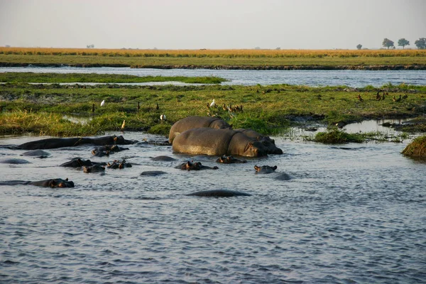 Ballon Hippopotames Dans Fleuve Zambèze — Photo