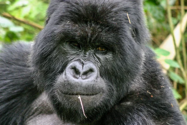Gros Plan Montagne Sauvage Gorille Visage — Photo