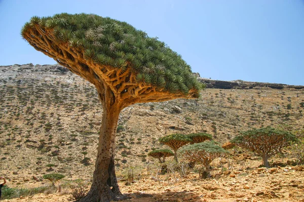 Sárkányvérű Erdő Socotra Szigetén Jemen — Stock Fotó