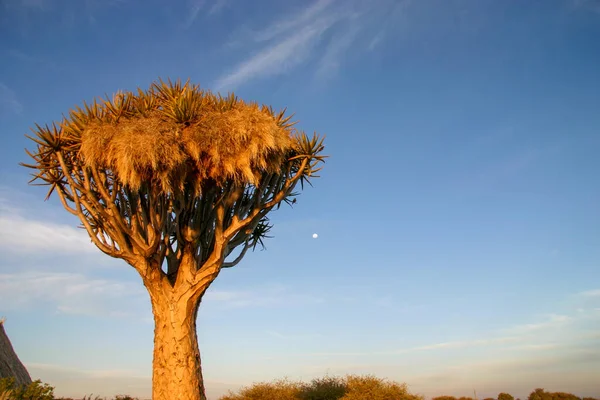 Árbol Del Carcaj Aloidendron Dichotomum Teñido Color Del Atardecer — Foto de Stock