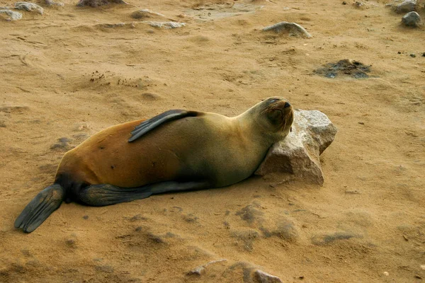 Cape Fur Seal Lay Rock Pillow — Stock Photo, Image