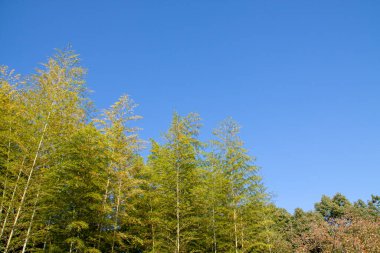 Sonbahar masmavi gökyüzüne karşı bambu ormanı