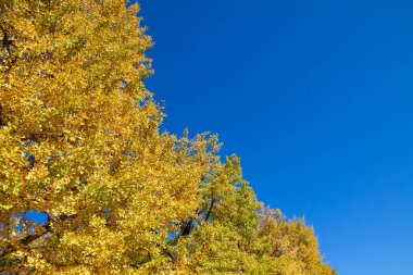 Ağaçların yaprakları sonbaharda sararır.