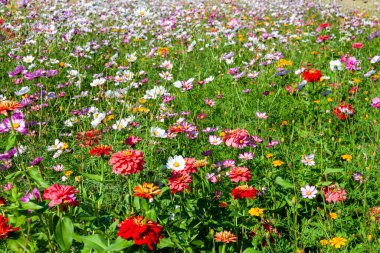 Garden full of colorful autumn flowers
