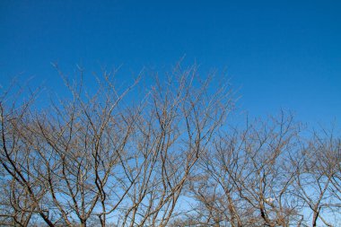 Trees bare of leaves against the clear autumn sky