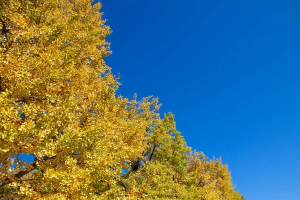 Liście Drzew Żółkną Jesienią — Zdjęcie stockowe