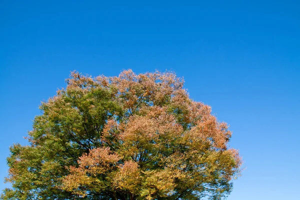 Árbol Grande Cielo Azul Otoñal — Foto de Stock