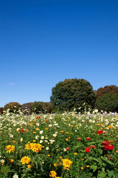 Garden Full Colorful Flowers Zinnias Blue Sky Autumn — Stock Fotó