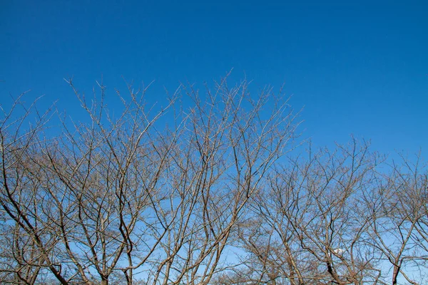 Trees Bare Leaves Clear Autumn Sky — Stockfoto