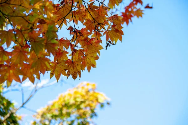 Φύλλα Αλλάζουν Χρώμα Την Φθινοπωρινή Περίοδο — Φωτογραφία Αρχείου