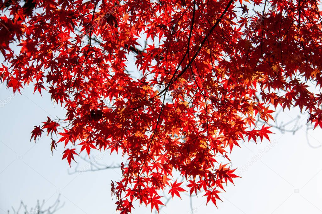 Leaf peeping in Tokyo, Japan