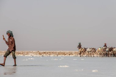 Karum Gölü, Afar, Etiyopya - 15 Ocak 2014: Etiyopya 'nın Afar Bölgesi' nde bir tuz gölünde eşek karavanıyla yürüyen erkekler