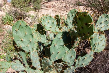 Dikenlerle kaplı Somali kaktüsü (opuntia)