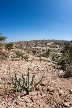 Laas Geel, Somaliland yakınlarındaki kurak arazide kaktüs.