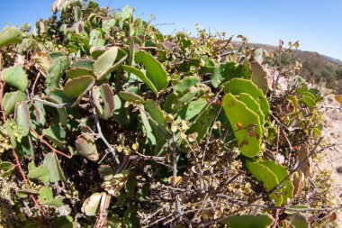 Laas Geel, Somali 'deki çöl bitkileri.