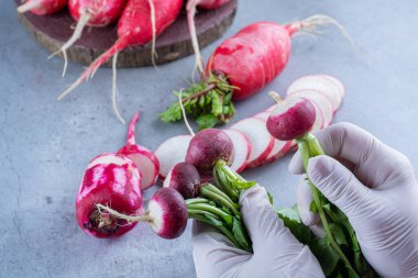 Eldivenli eller taze kırmızı turpları tutuyor.