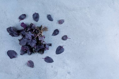 Gri arkaplanda fesleğen yaprakları