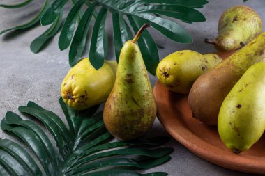 Taze armutlar ve gri arka planda yeşil yapraklar. en üstteki görünüm.