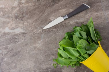 Gri beton arka planda taze yeşil bitkiler. Üst Manzara. Boşluğu kopyala.