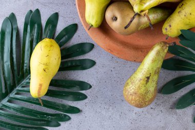 Taze armutlar ve gri arka planda yeşil yapraklar. en üstteki görünüm.