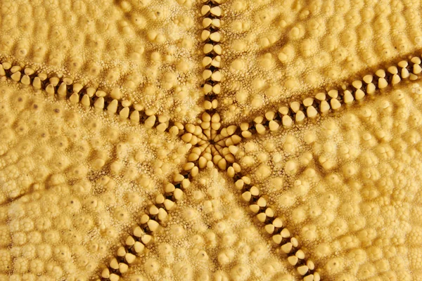 Estrella de mar reversa textura lateral —  Fotos de Stock