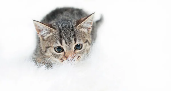Mignon petit chaton tabby couché sur une couverture blanche fourrure — Photo