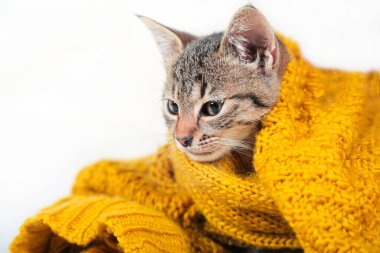 Küçük sevimli tekir kedicik turuncu yumuşak yün kazağın üzerinde yatıyor. Sıcak kış ya da sonbahar konsepti.