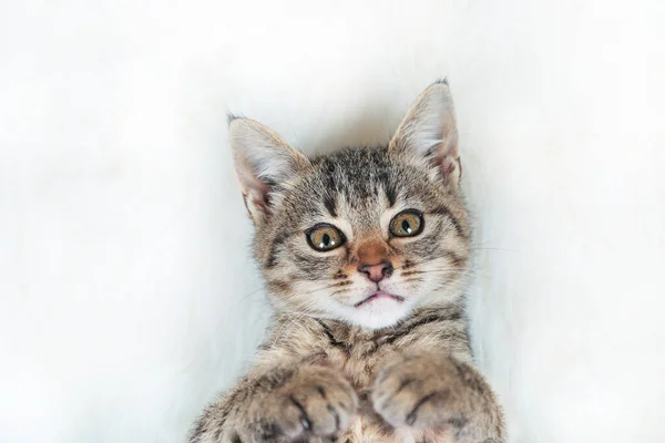 Mignon petit chaton tabby couché sur une couverture blanche fourrure — Photo