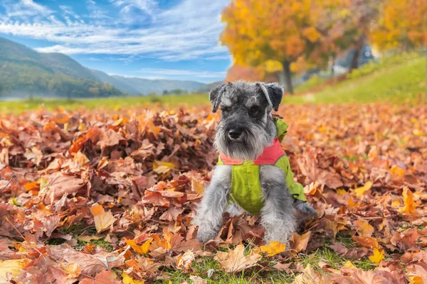 秋の公園でレインコートを着た美しいシュノーザー犬の肖像画。秋の黄色の葉の犬. — ストック写真