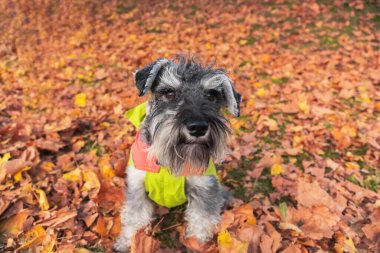Sonbahar parkında yağmurluk giyen güzel bir köpek portresi. Sonbahar sarı yapraklı köpek.