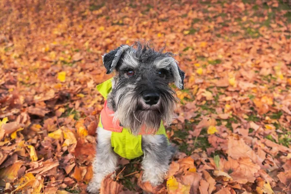 秋の公園でレインコートを着た美しいシュノーザー犬の肖像画。秋の黄色の葉の犬. — ストック写真