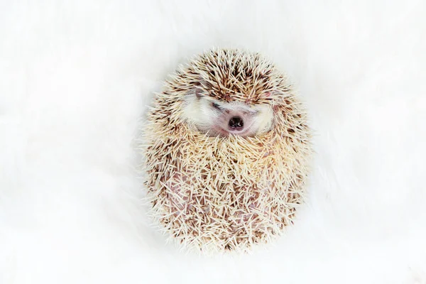 Roztomilý legrační africký pygmy ježek vypadat jako míč na bílém pozadí. — Stock fotografie