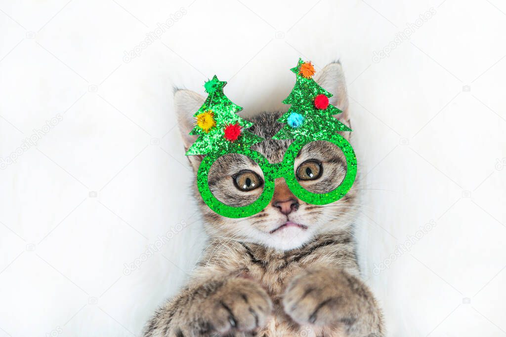 Portrait of Cat kitten in funny green New Year, Christmas tree glasses on white background, Christmas theme