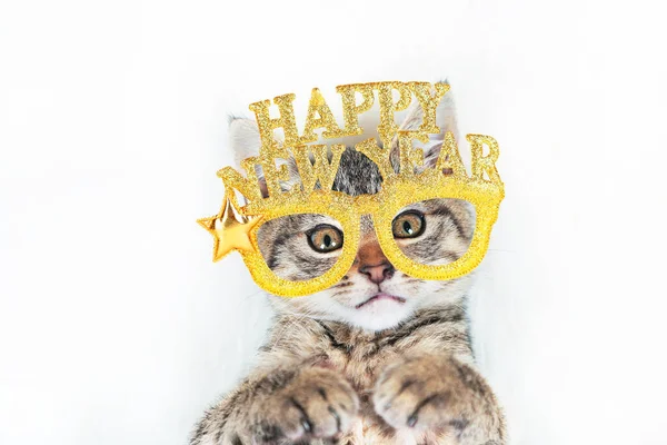 猫の子猫の肖像画面白い黄金のハッピーニューイヤー、白い背景のクリスマスグラス、新年のテーマ — ストック写真