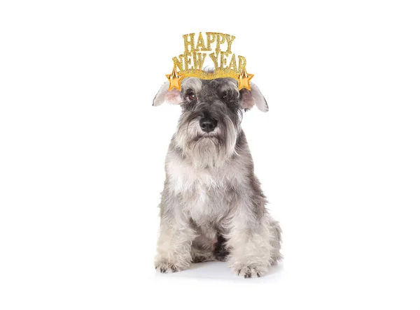 Funny new year dog wearing text hat. Schnauzer dog having fun celebrating New Years Eve. — Stock Photo, Image