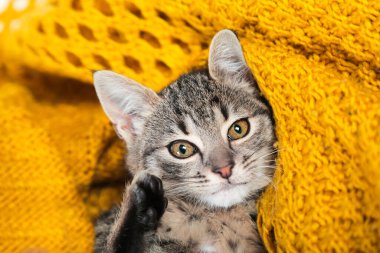 Küçük sevimli tekir kedicik turuncu yumuşak yün kazağın üzerinde yatıyor. Sıcak kış ya da sonbahar konsepti.