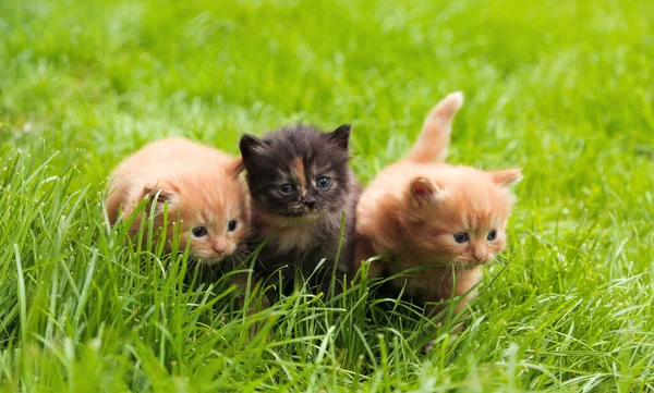3つの美しい赤と黒のトルティーブルーの目の子猫の芝生の屋外でポーズ。小さなかわいい子猫の肖像画. — ストック写真