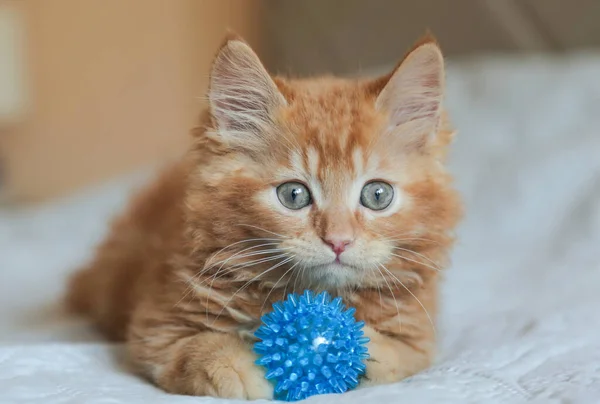 Маленький симпатичный рыжий котенок играет и наслаждается синим мячом на кровати в спальне. Уход за животными. — стоковое фото