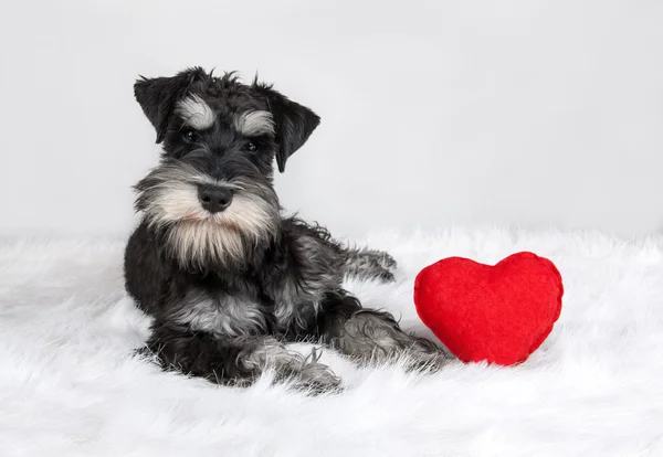 Walentynki Sznaucer pies — Zdjęcie stockowe
