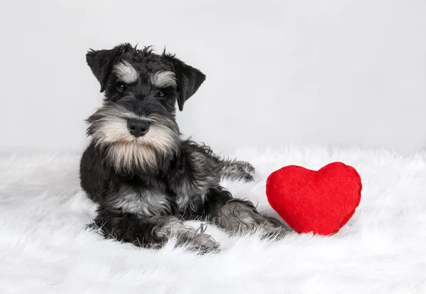 Sevgililer günü schnauzer köpek