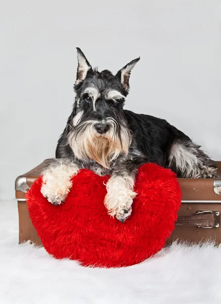 Walentynki Sznaucer pies szczeniak — Zdjęcie stockowe