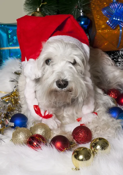 Weihnachten weißer Hund in Weihnachtsmütze mit Geschenkschachteln — Stockfoto