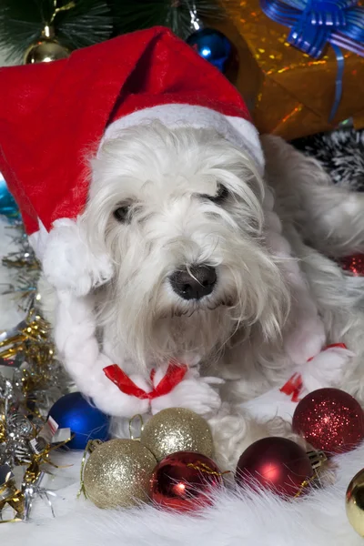 ギフト ボックスとサンタ帽子に白いクリスマス犬 — ストック写真