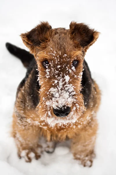 Airedale terrier cucciolo di cane seduto sulla neve — Foto Stock