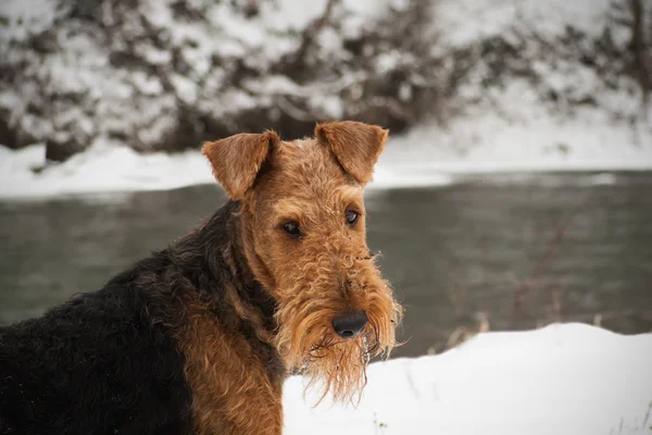 Cute airedale terrier winter dog — Stock Photo, Image