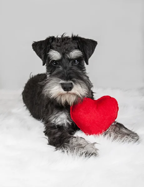 Sevgililer günü schnauzer