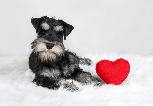 バレンタインの日シュナウザー犬 — ストック写真