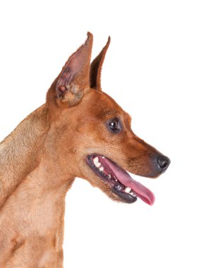 Kırmızı minyatür Pincher, zwergpinscher. Yakın çekim portre izole