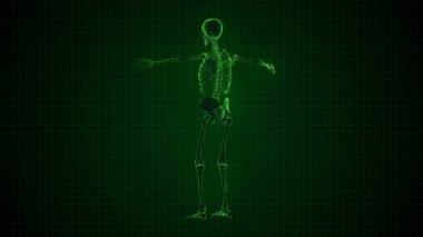 3D animasyon insan iskeleti x-ray yeşil Loopable arabirim. Alfa mat