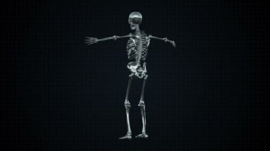 3D animasyon insan iskelet gümüş Loopable. Alfa mat